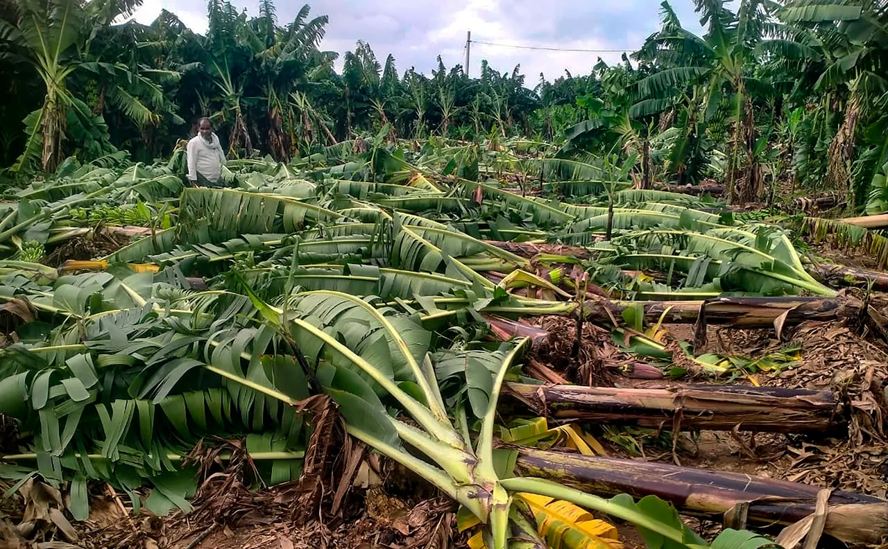 Cyclone Michaung flattens crops in AP, leaves farmers in despair
