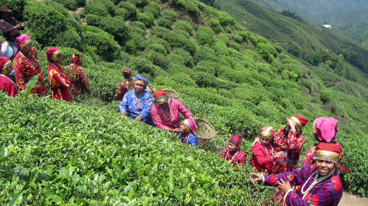 ITA seeks financial assistance from Centre to support struggling Darjeeling tea industry