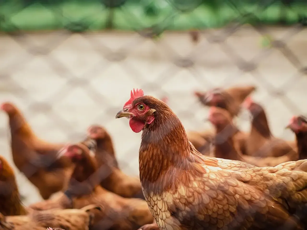 National Chicken Day Bird Flu Poultry