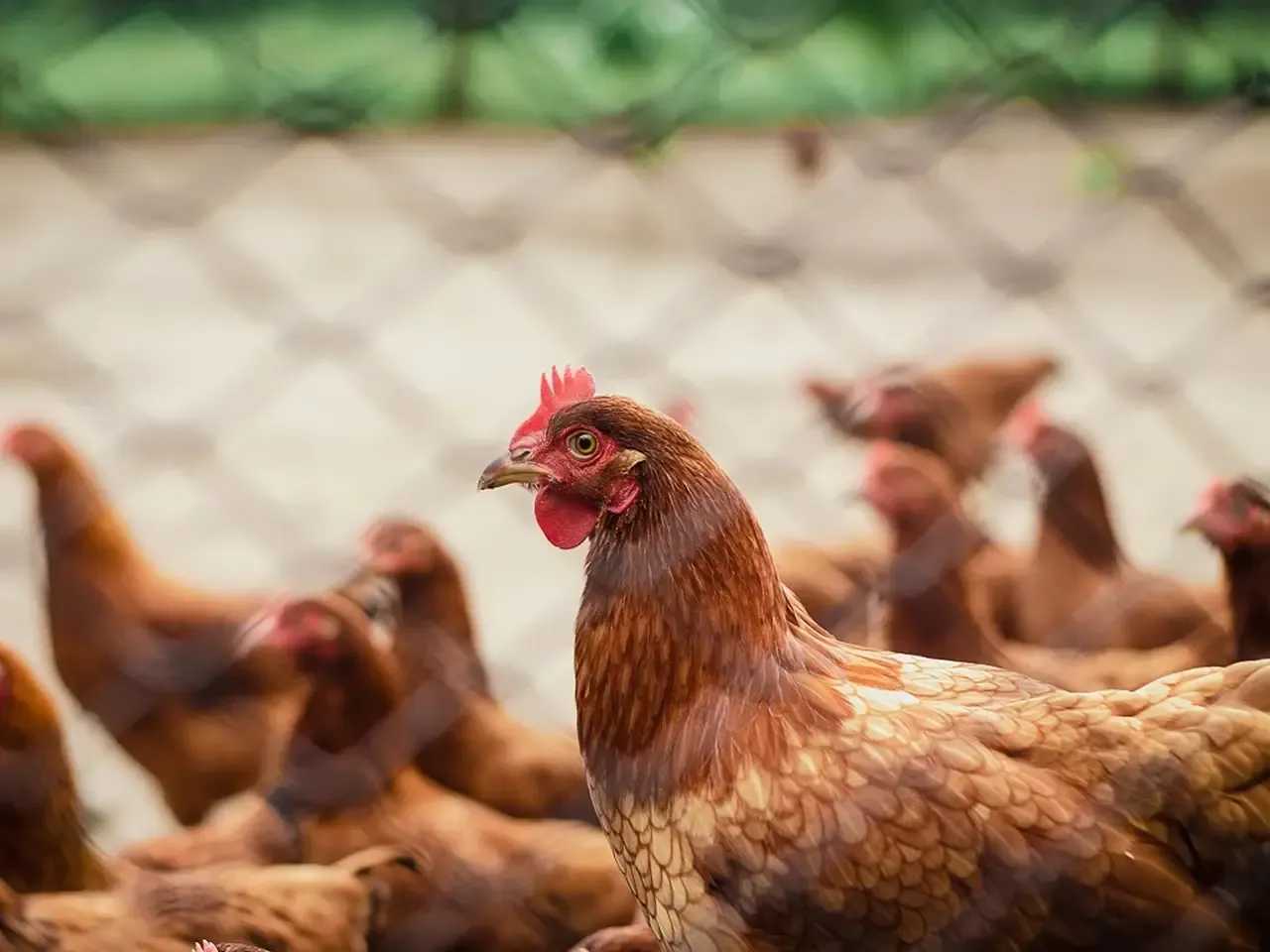 Here's how bird flu could be eradicated by editing the genes of chickens