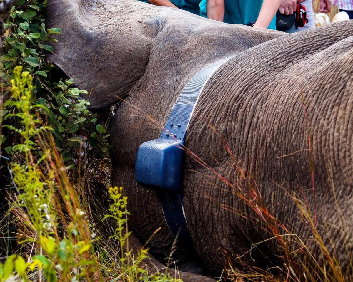 Odisha plans to tag radio collar on jumbos to reduce man-elephant conflict: Official