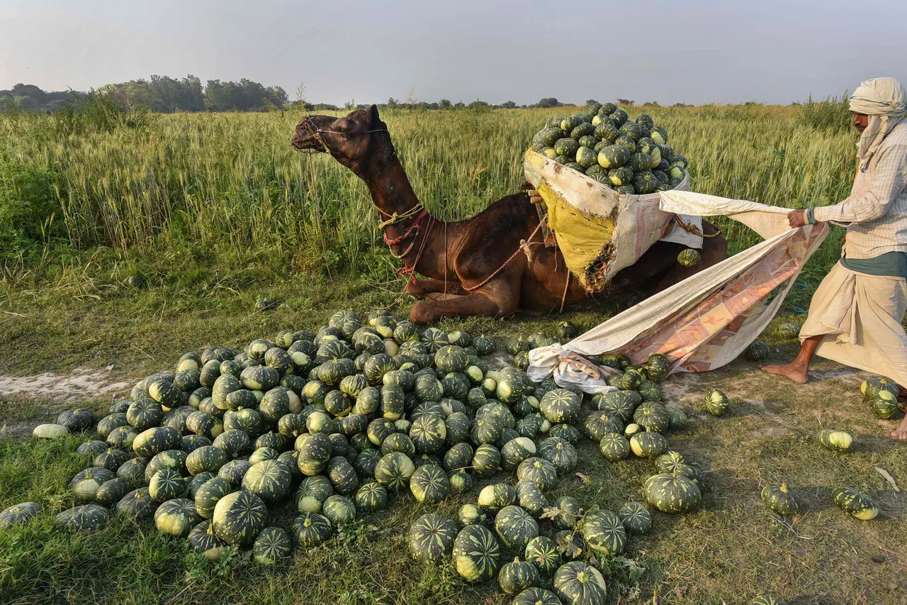 Pumpkin harvesting farmer agriculture crop