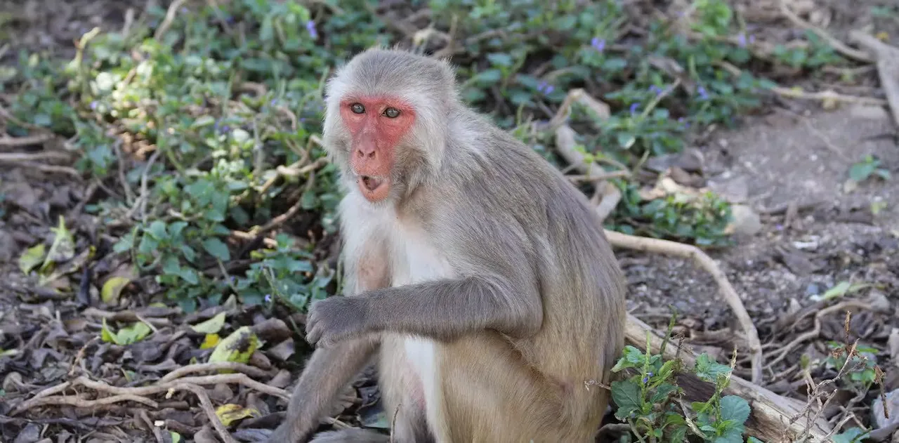 Monkey evolutionary study.jpg