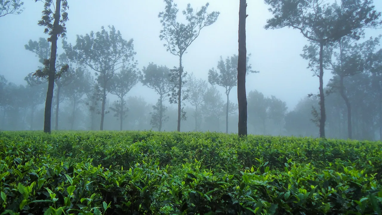 Monsoon Rain Kerala.jpg