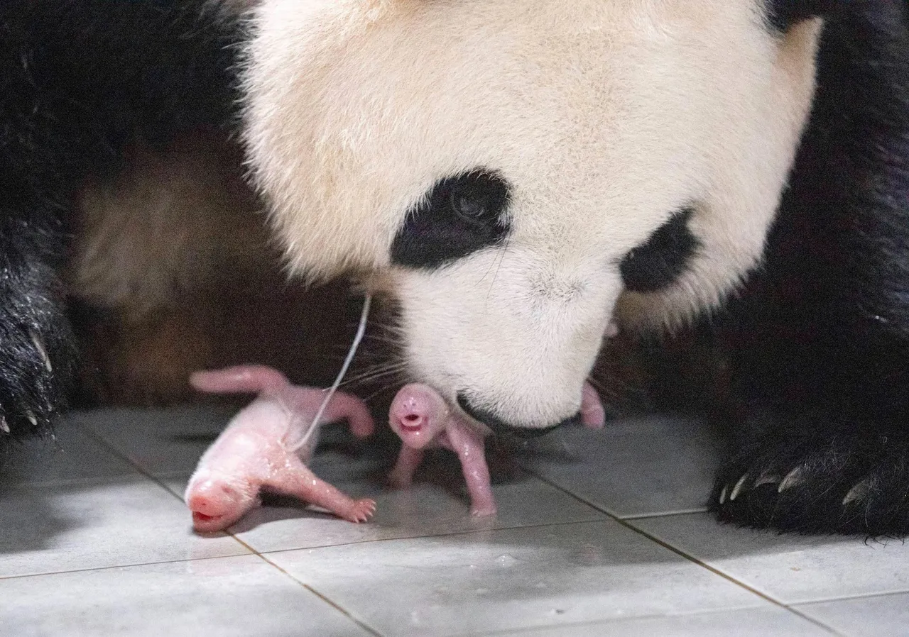 Giant panda twins born in South Korea for the 1st time