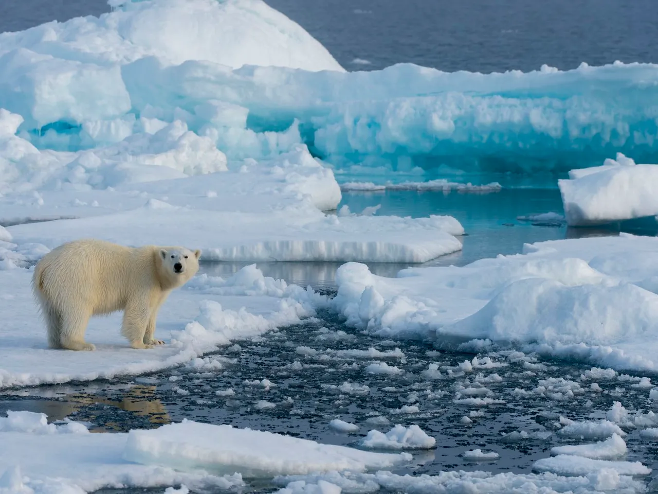 Polar Bear Arctic Ice Ice break Climate Global Warming