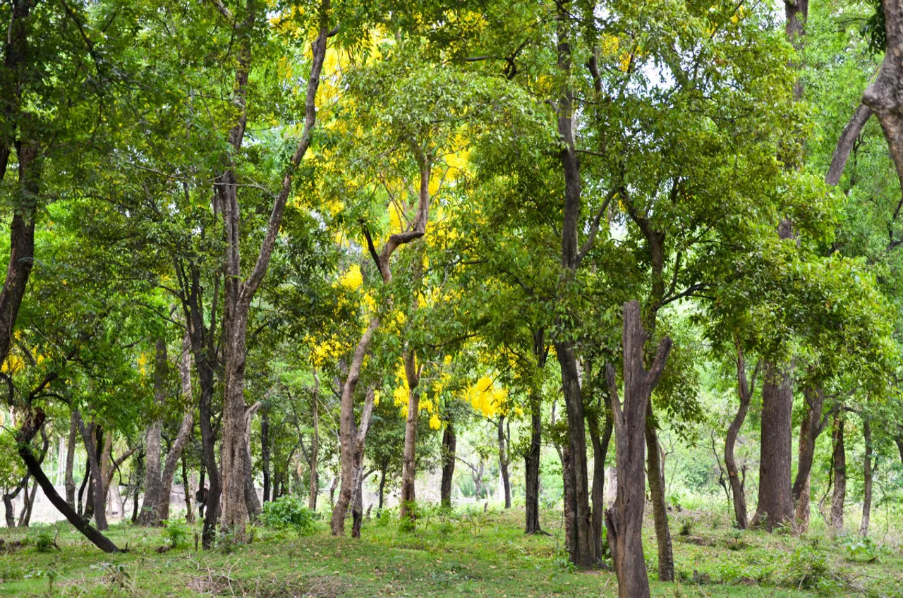 Sandalwood Forest.jpg