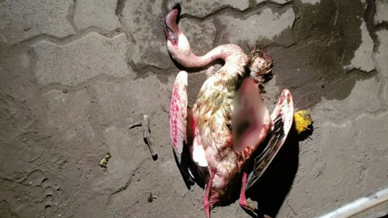 dead flamingos