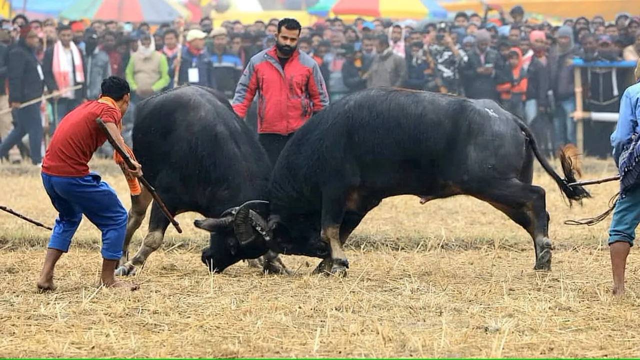 Assam Buffalo Fight
