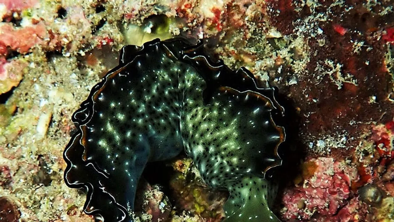 ZSI scientists discover new species of head-shield sea slug, name it after Droupadi Murmu