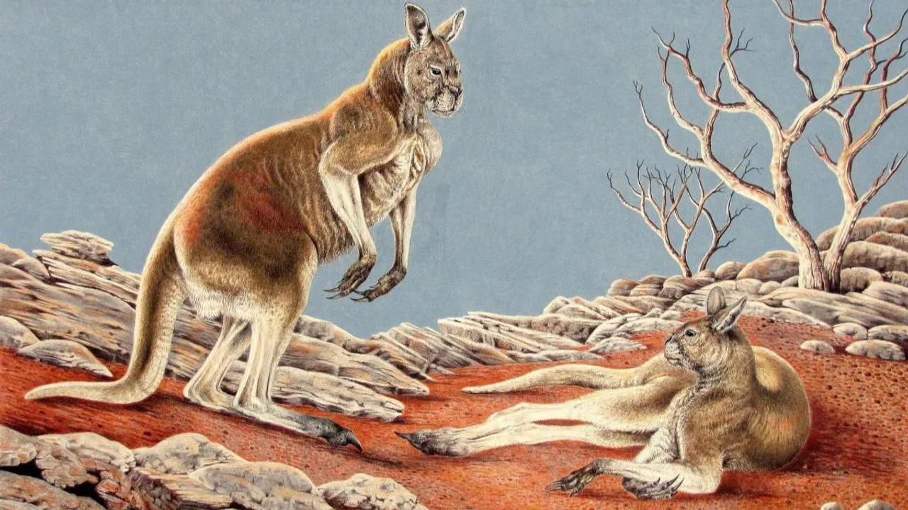 We found three new species of extinct giant kangaroo – and we don’t know why they died out when their cousins survived