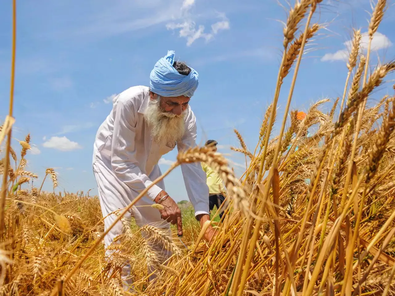 Wheat Punjab.jpg
