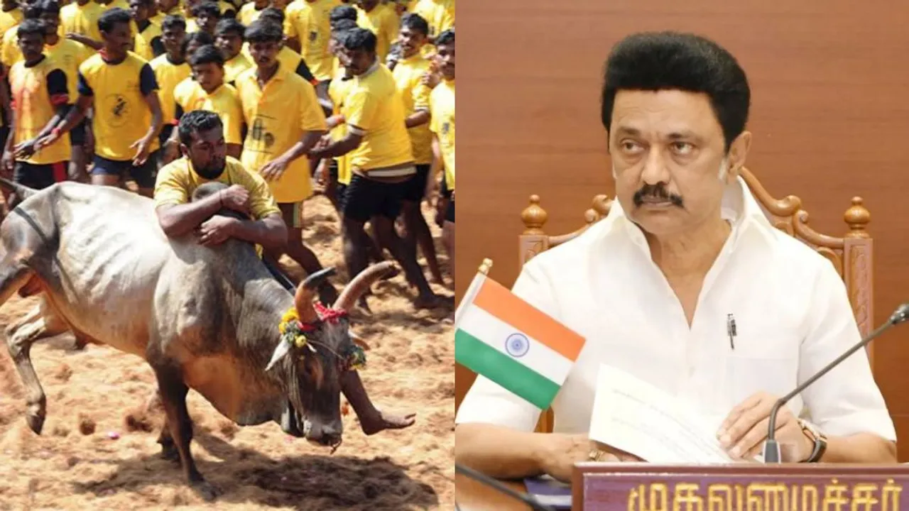 M K Stalin Jallikattu