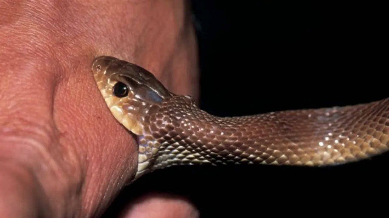Snake biting a man hand