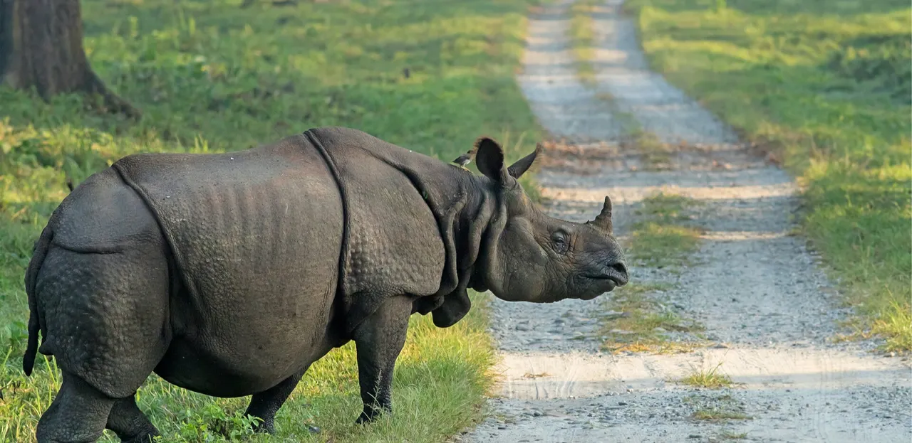 Greater one-horned rhinos thriving in India, Nepal despite poaching threat: Report