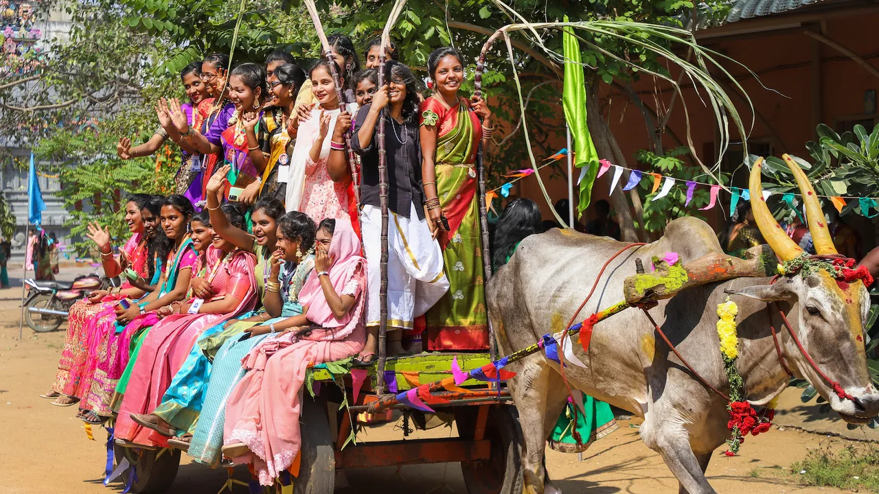 Pongal celebrations in Chennai