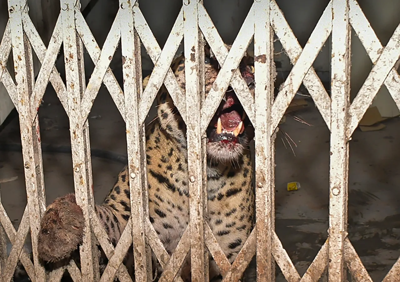 Leopard rescued from Ghaziabad court complex taken to Shivalik forest