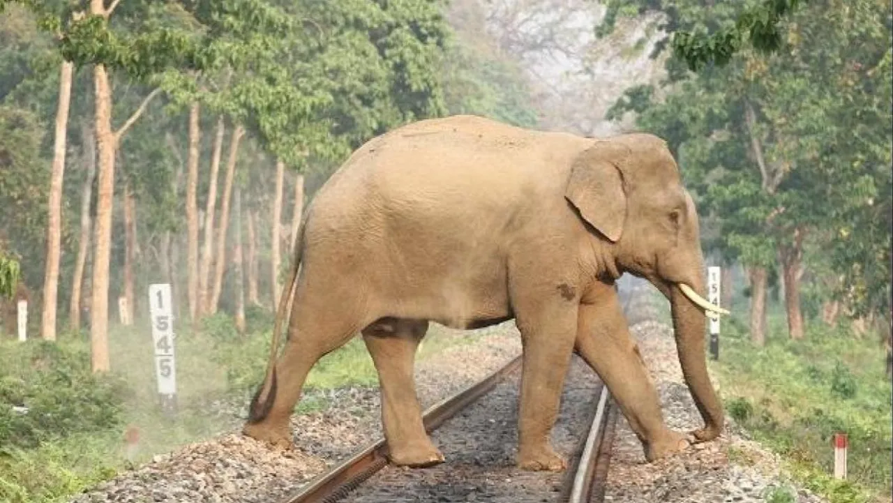 AI-based surveillance mechanism helps eliminate elephant deaths due to train collisions in 11 Northeast corridors