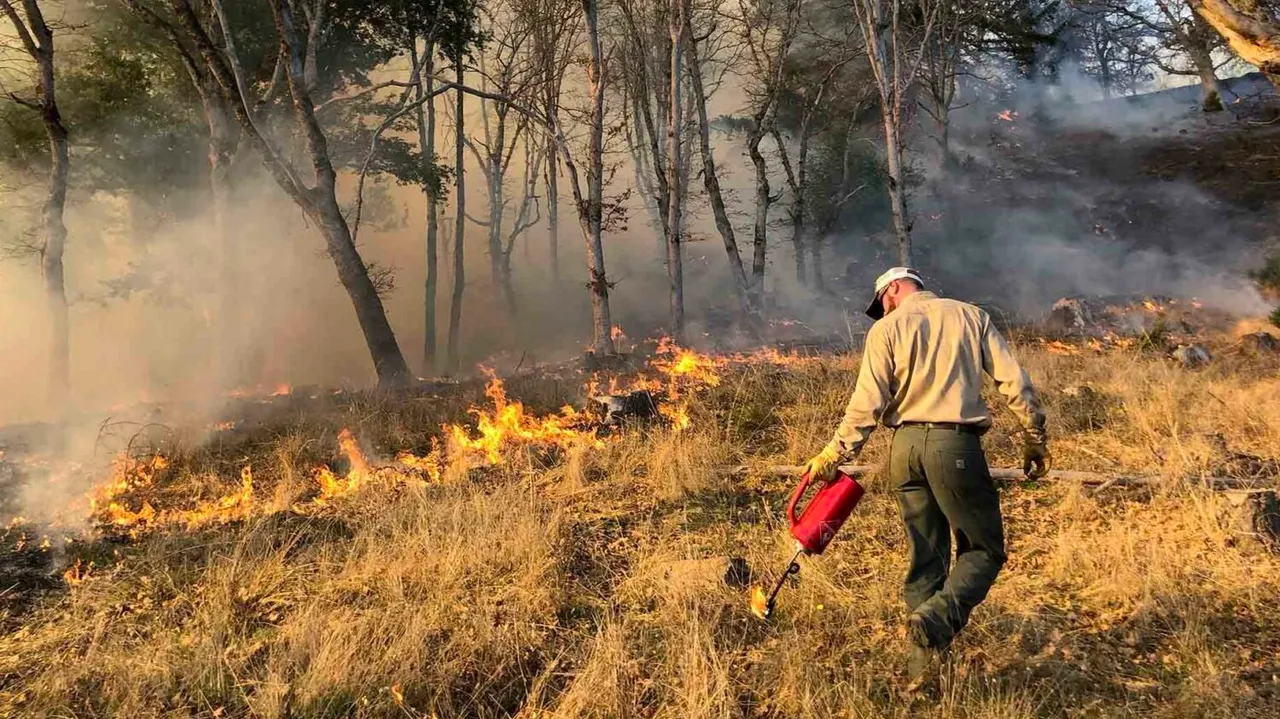 The ‘good fire’: Prescribed burning can prevent catastrophic wildfires in the future