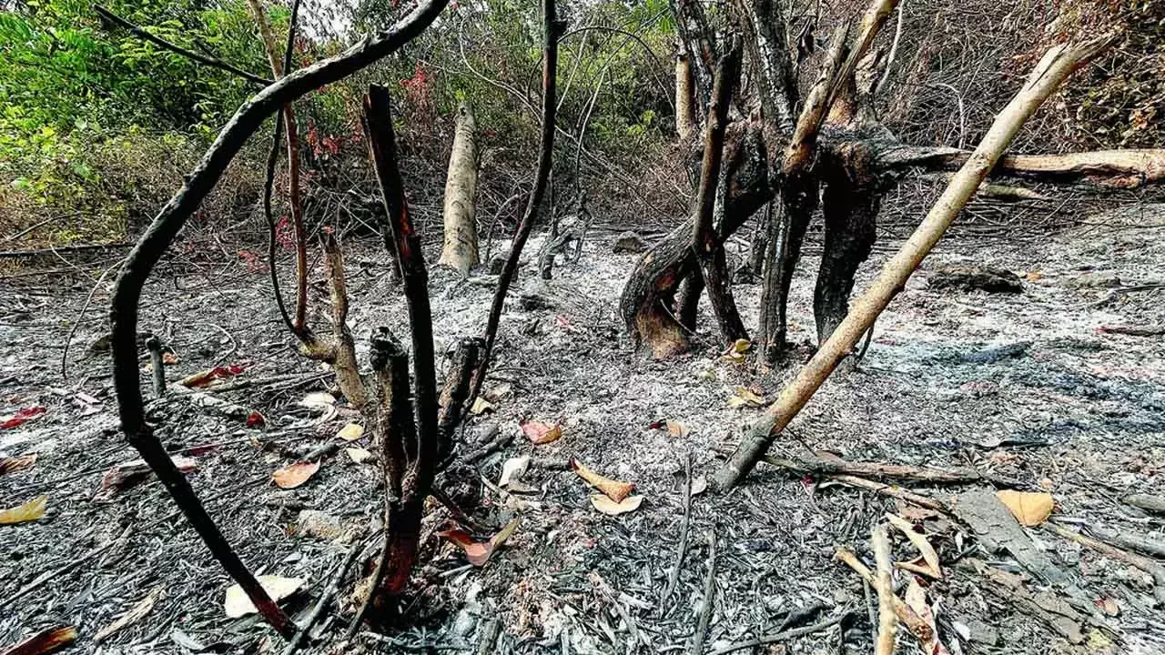 mhadei wildlife sanctuary forest fire