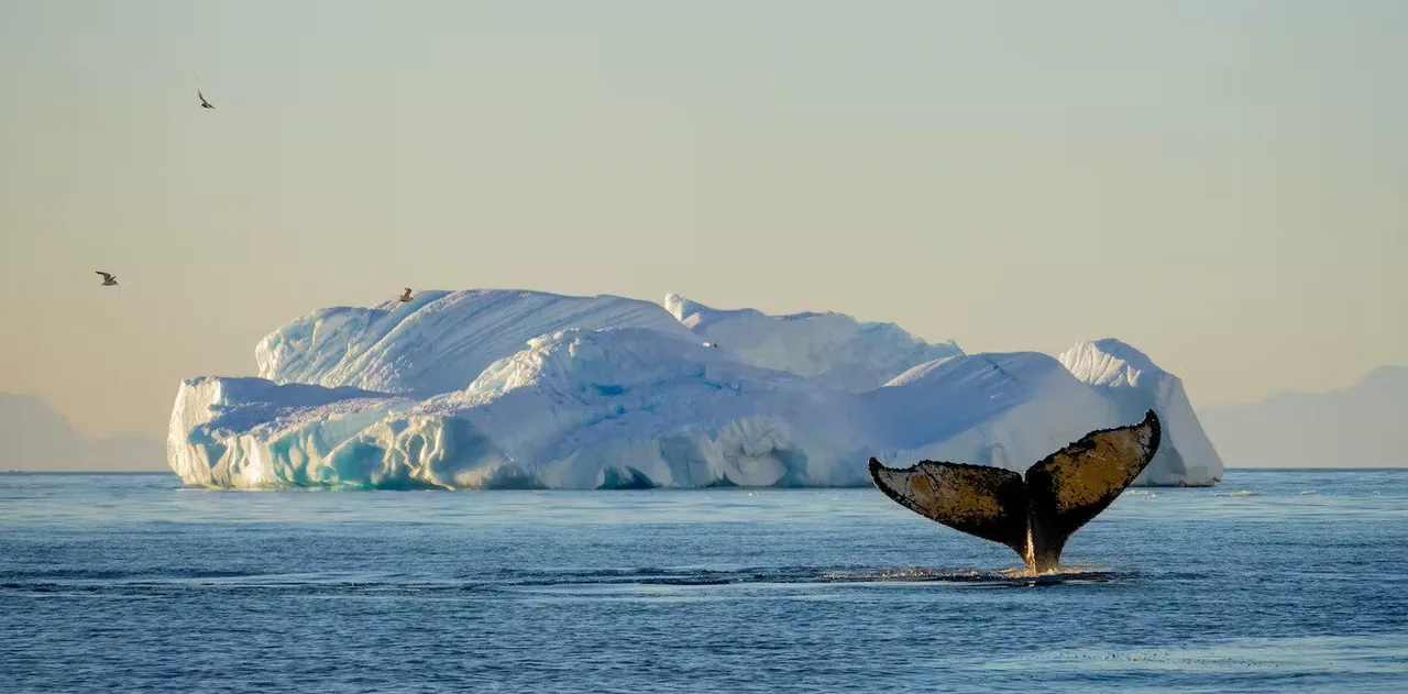 whale climate change.jpg