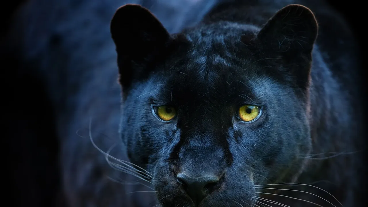 Are big cats prowling the UK? What science tells us