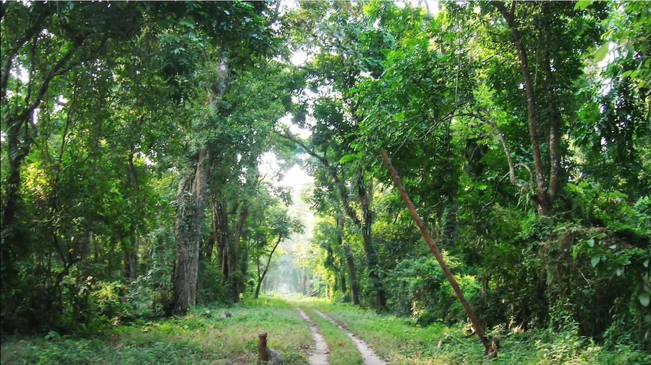 Odisha forest