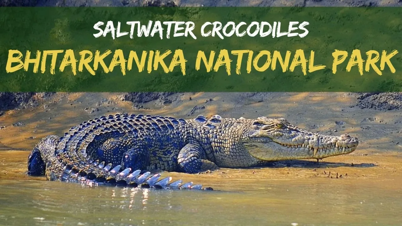 Odisha: 1,811 saltwater crocodiles counted in Bhitarkanika National Park