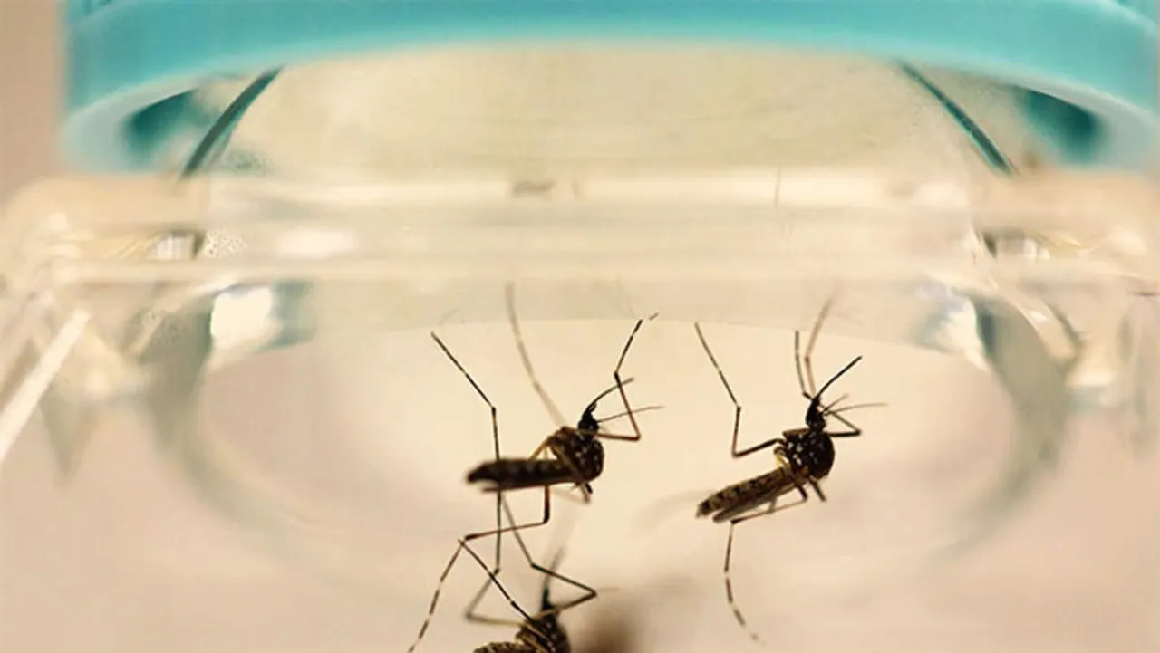 Zika virus: Kerala health department urges people to be vigilant