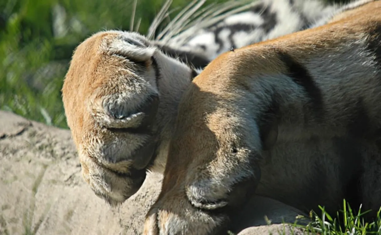 15-year-old tigress dies of cardiac arrest in Patna zoo