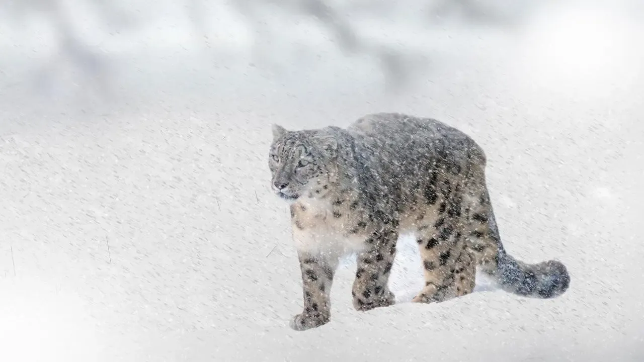 snow leopard in Darma valley
