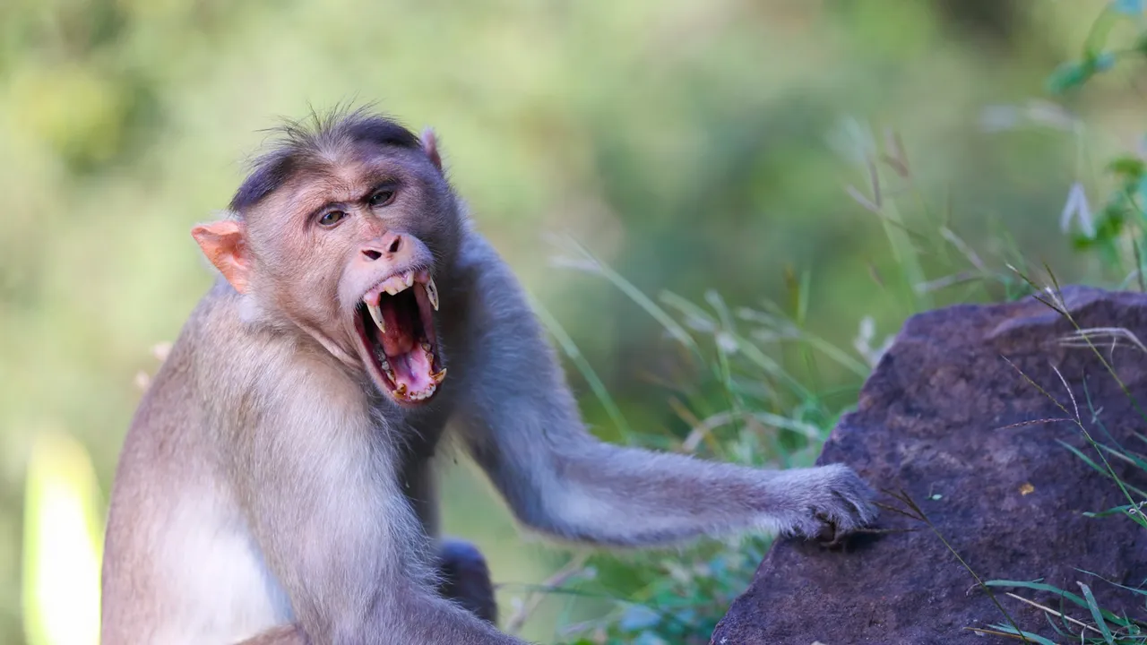 Angry Monkey in a forest