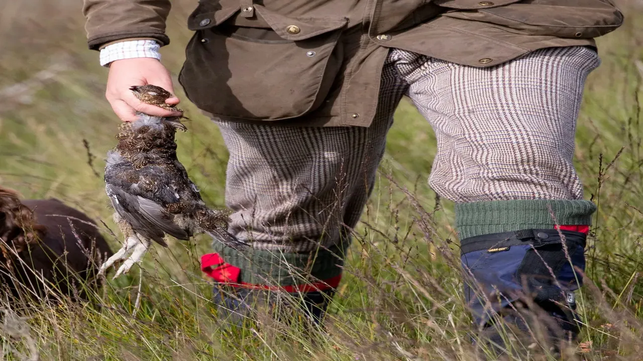 Grouse shooting in Scotland has an alarming death toll – and not just for game birds