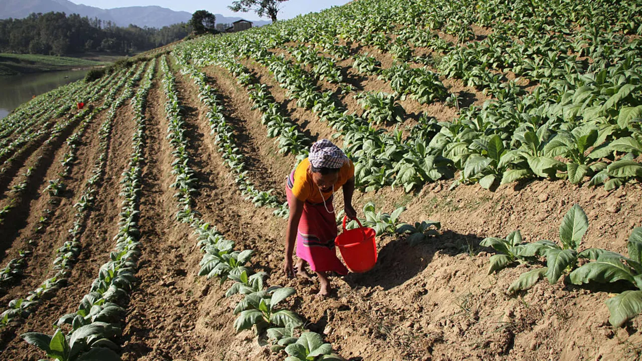 Tobacco: Farmers' body writes to PMO, finance ministry against WHO recommendation