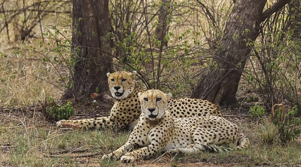 South African experts to review India's Gandhi Sagar Wildlife Sanctuary