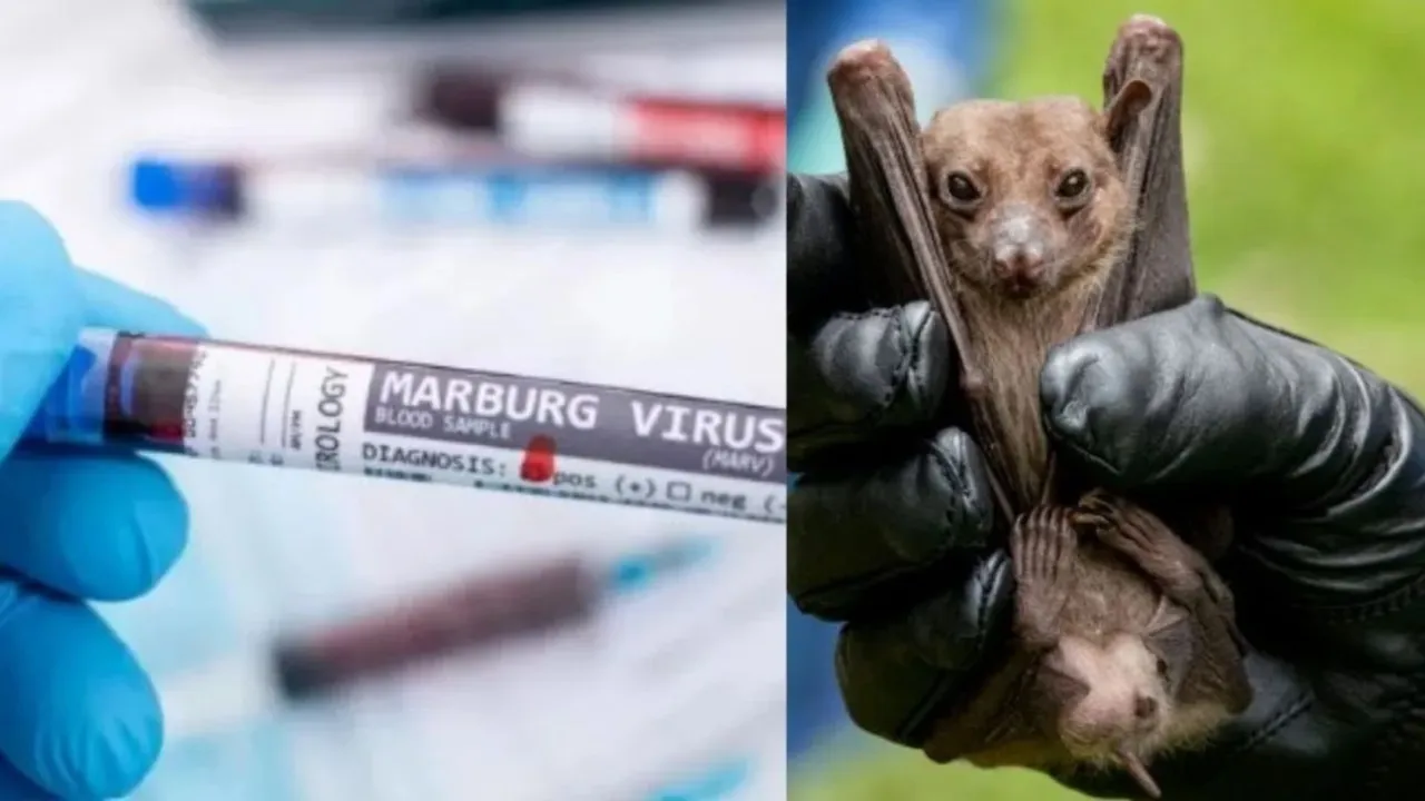 Marburg virus: Another massive outbreak about to start?