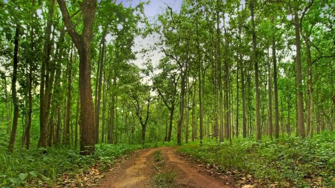 Odisha forest