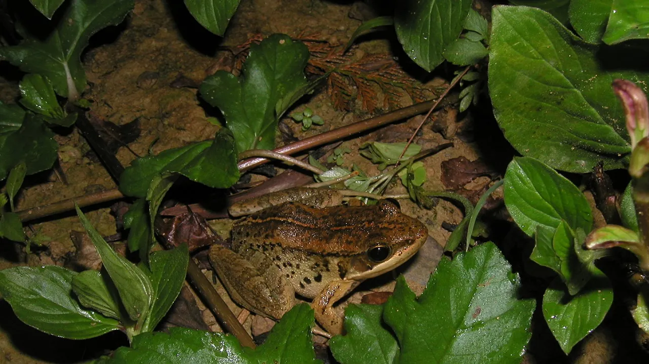 Scientists discover new species of 'music frog' in Arunachal Pradesh