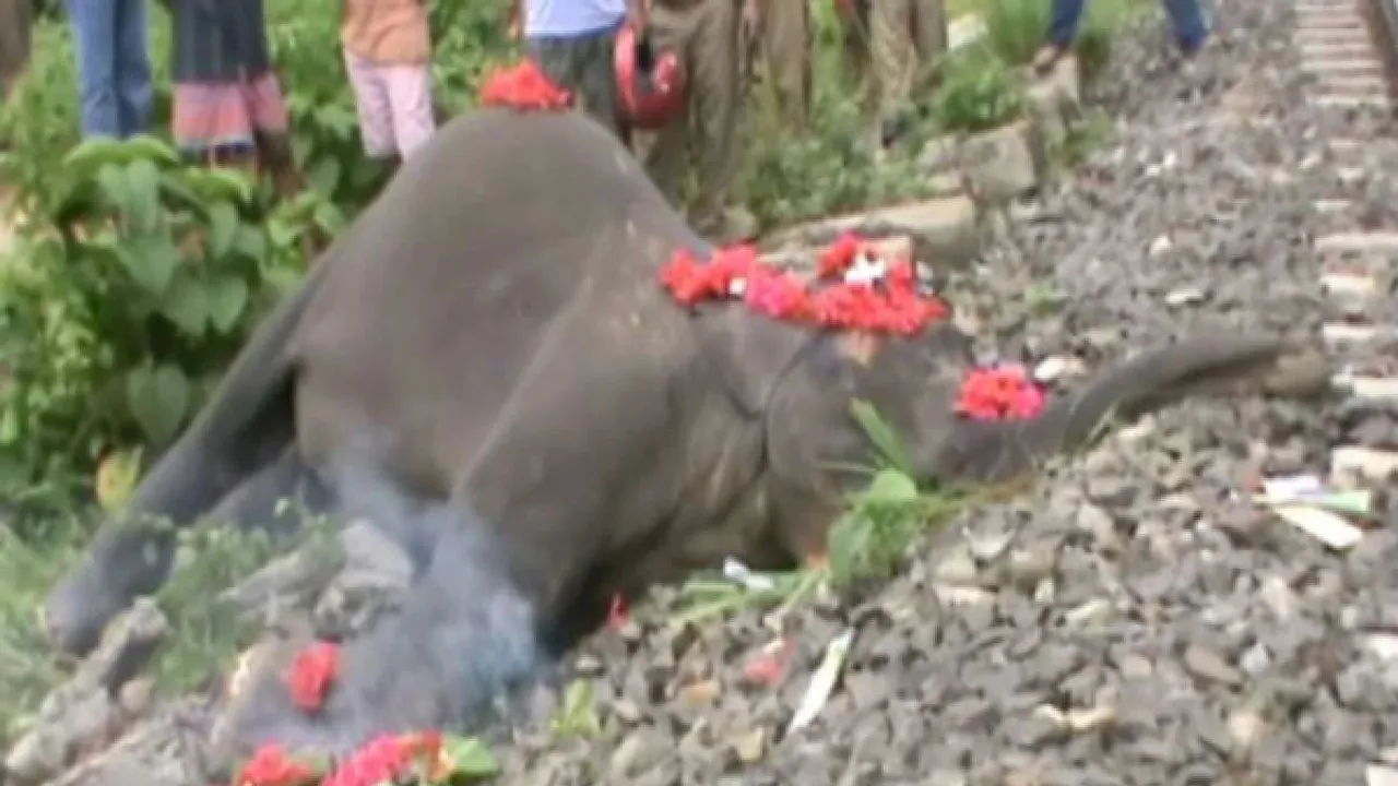 Elephant dies Elephant death