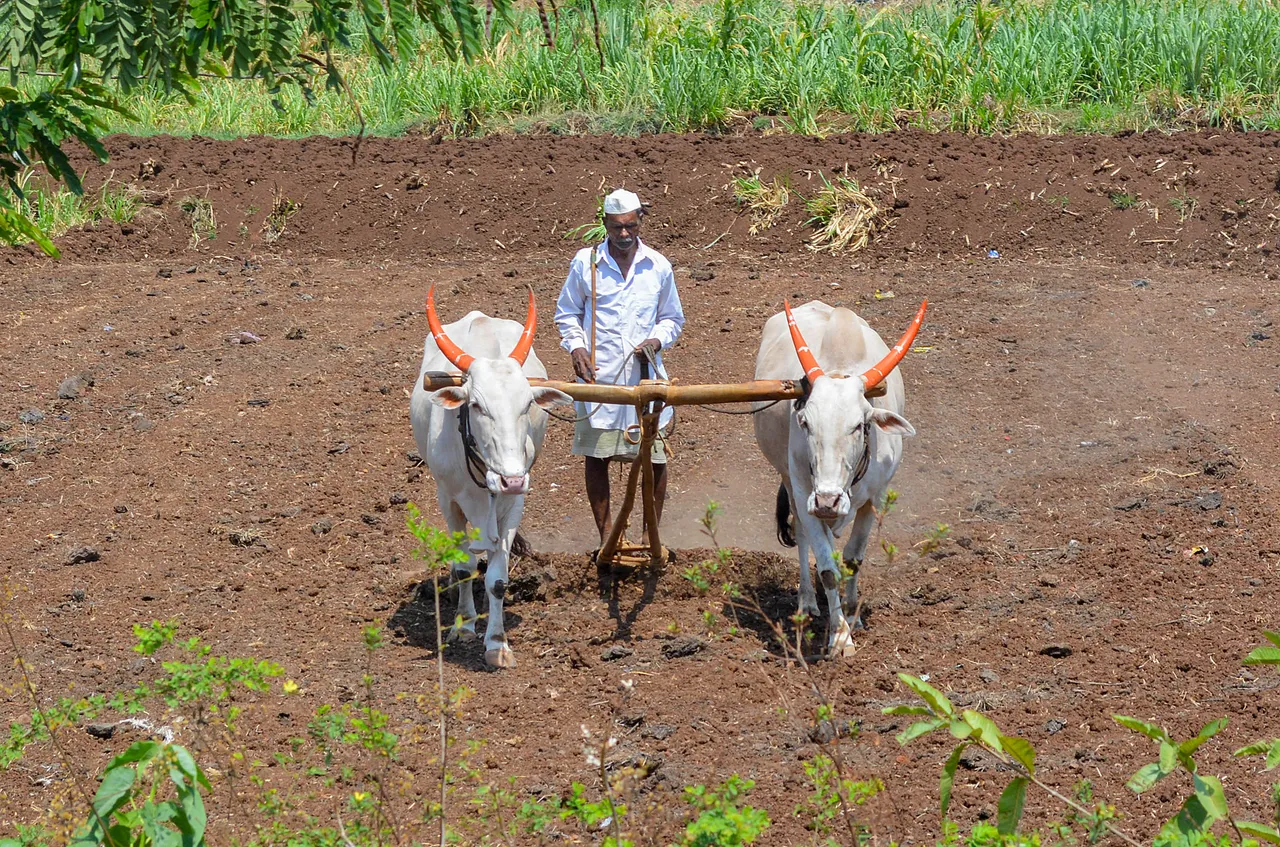  farmer ploughs a field before sowing paddy at a village in Shirala, Sangli district