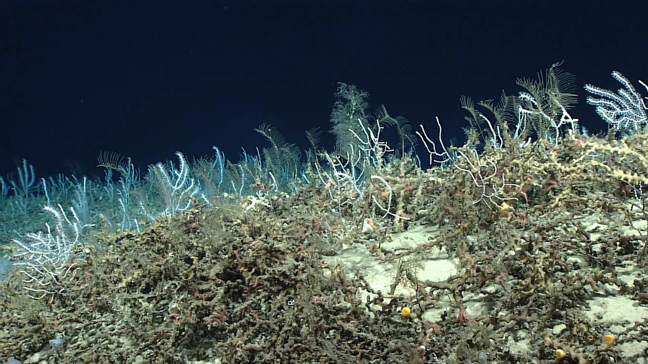 deep sea corals.jpg