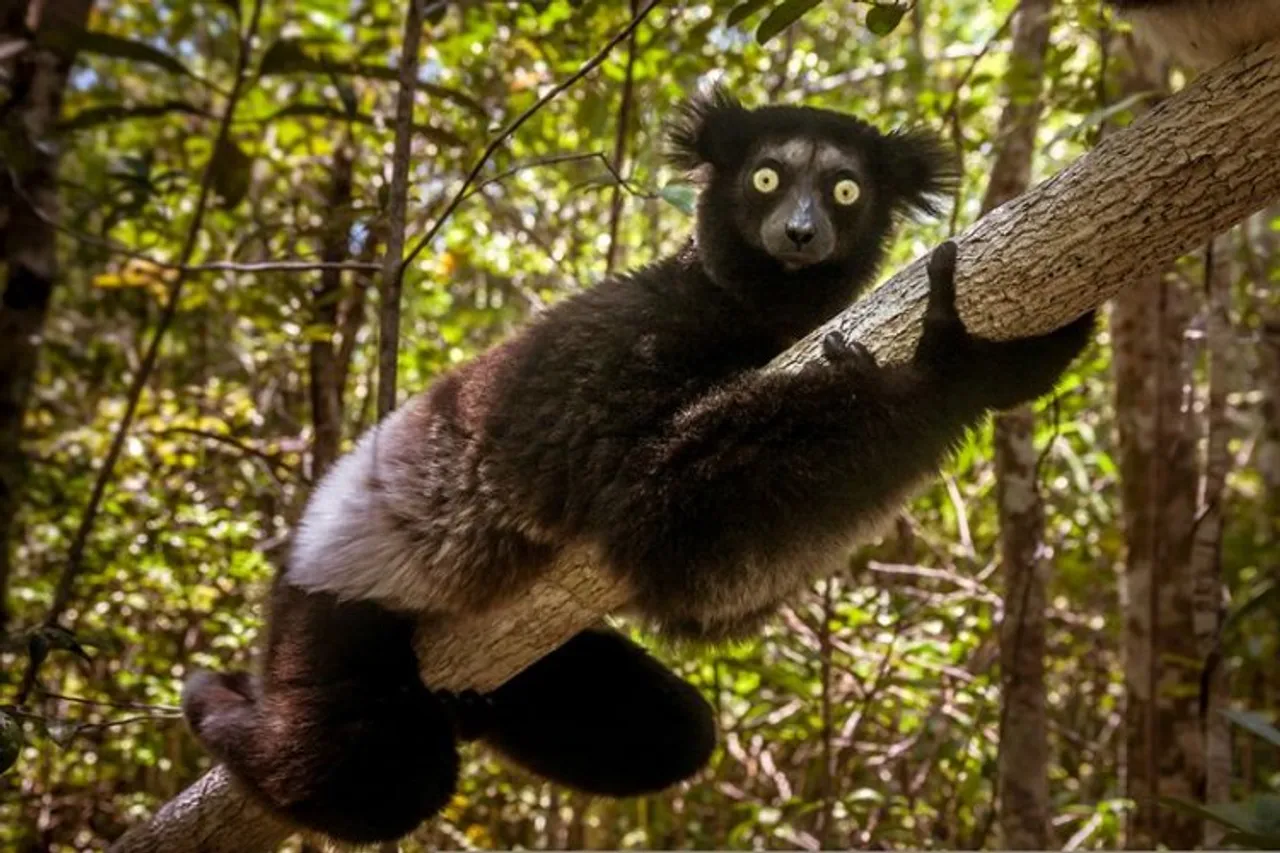 A large number of species are in danger of extinction. This is a lemur, they are a critically endangered mammal species