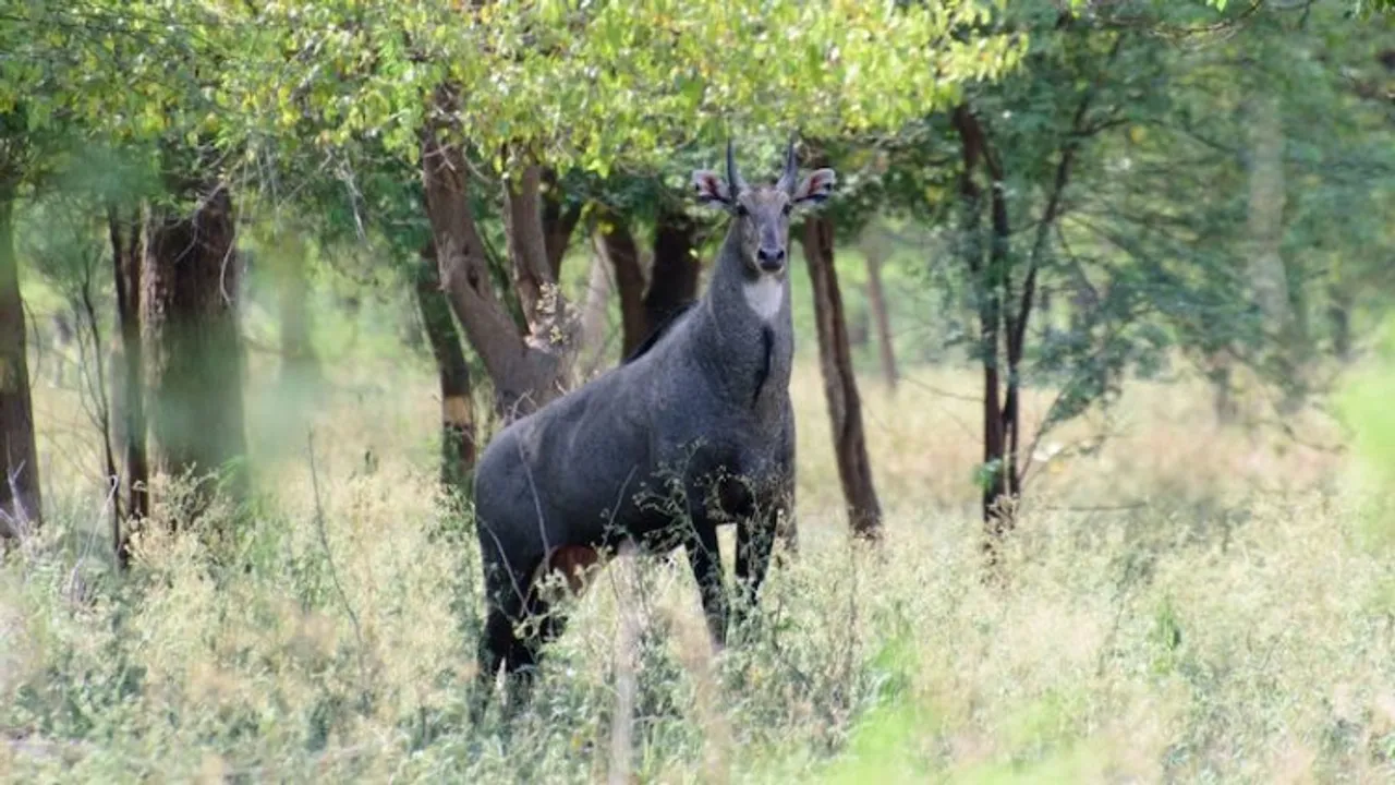 A view inside Mattewara forest