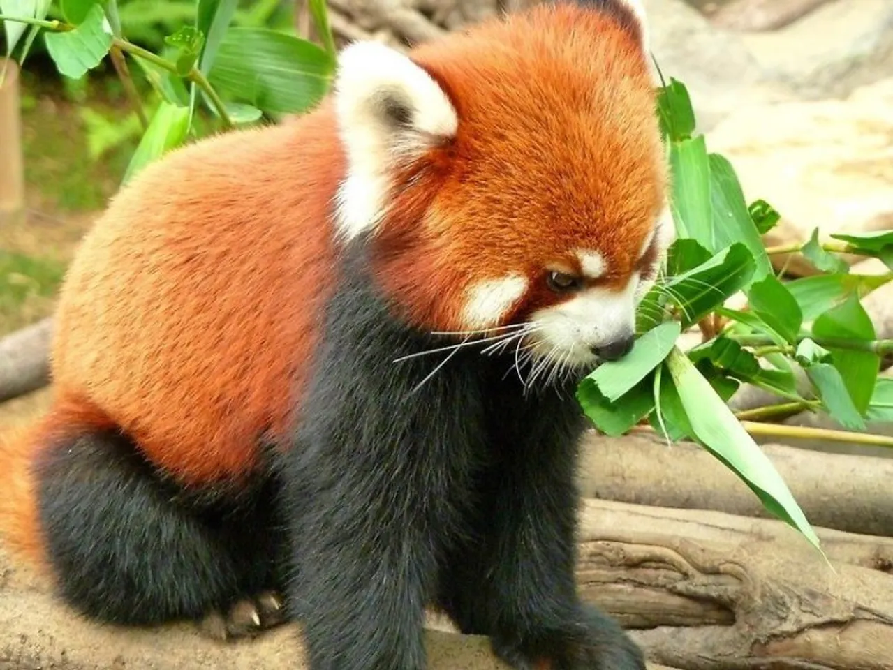 The endangered Red Panda's are found at the Padmaja Naidu Himalayan Zoological Park in Darjeeling, West Bengal. They are the top attraction