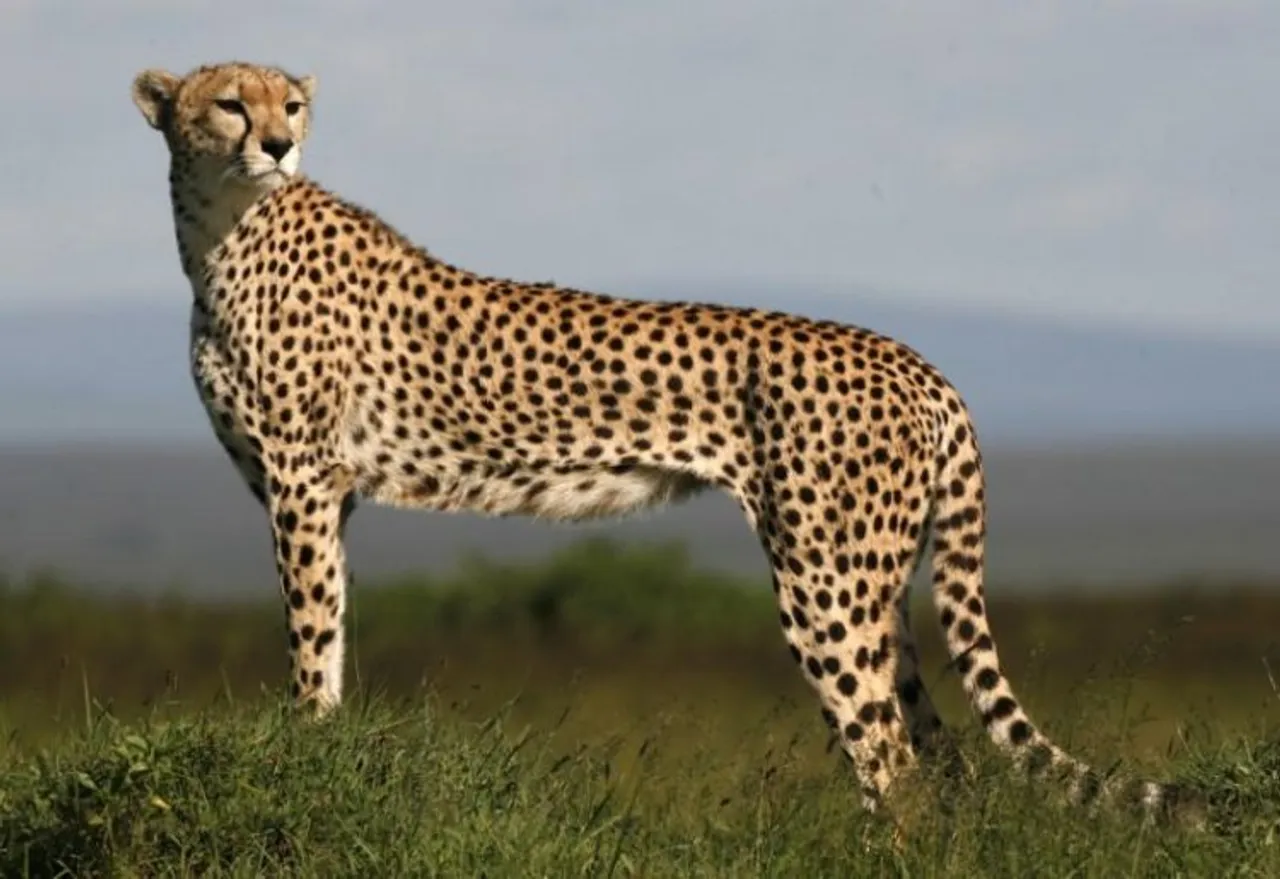 Have to be realistic about losses; not easy to bring back animal from extinction: Cheetah expert
