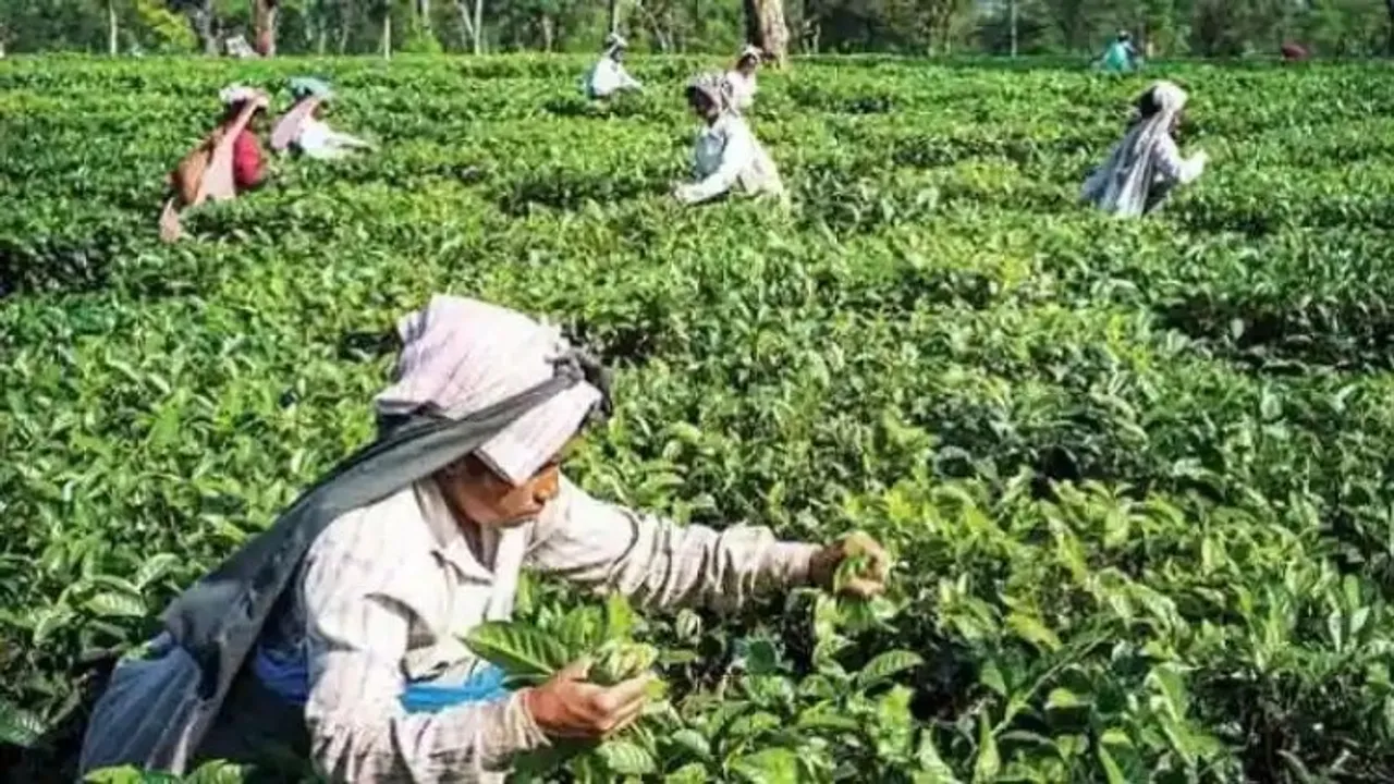Tea exports rise in first seven months of 2022