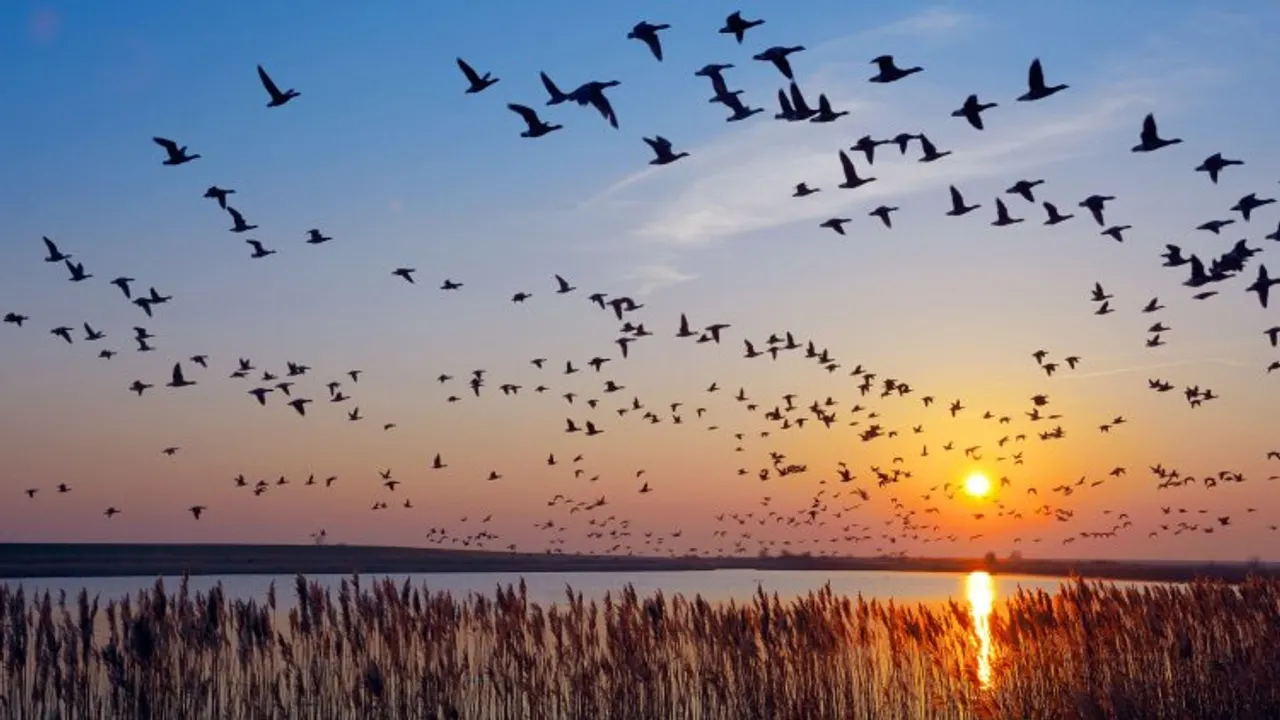 Birds migrate along ancient routes - here are the latest high-tech tools scientists are using to study their amazing journeys