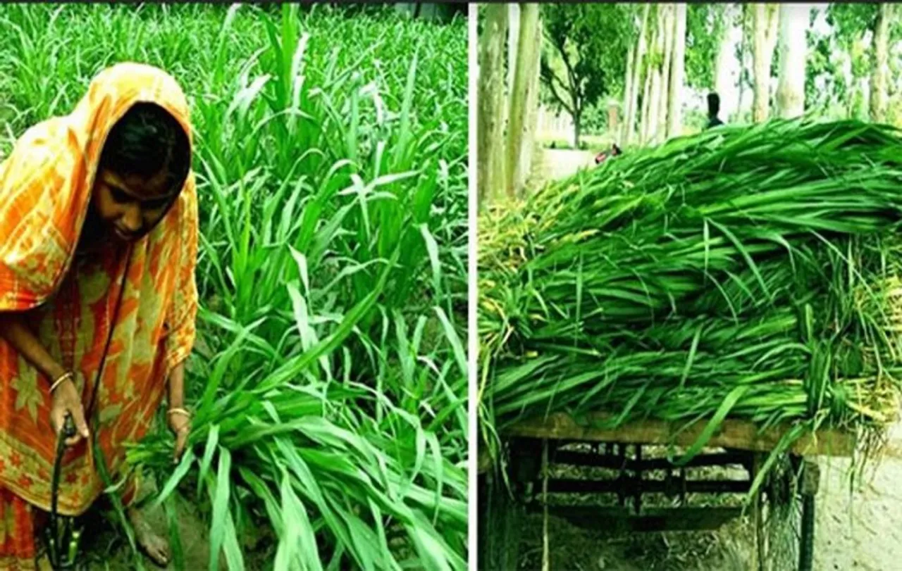 Napier grass cultivation campaign gaining popularity among farmers