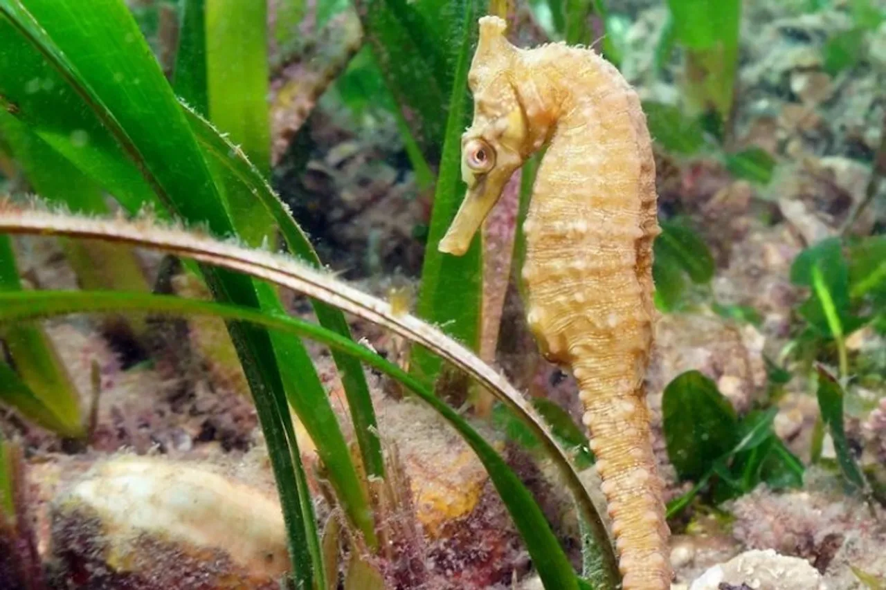 Male seahorse give birth in a unique way, new research shows