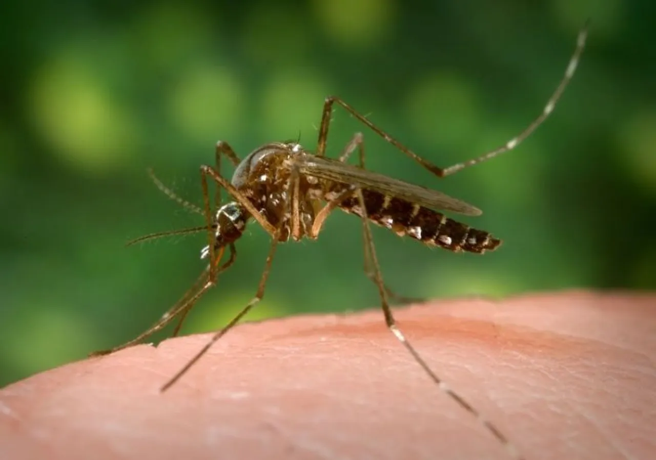 Scientists identify drug target for multiple mosquito-transmitted viruses